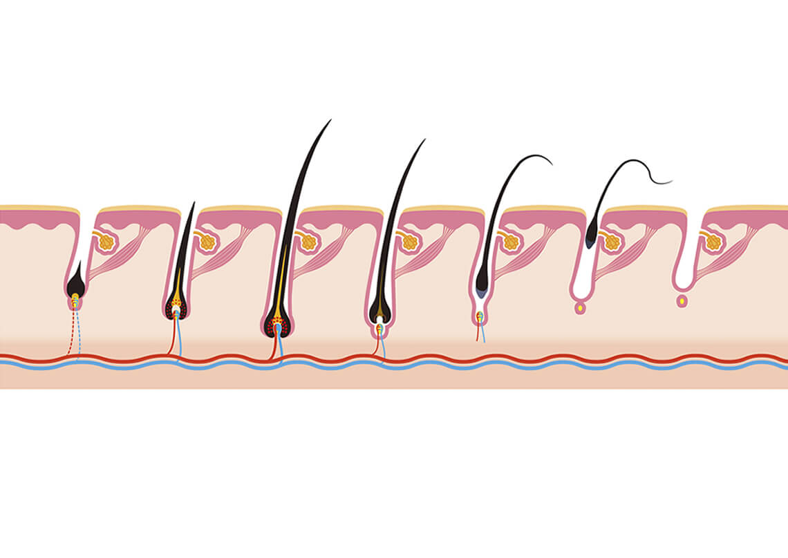 Die Haarwurzel - der Ursprung des natürlichen Kopfschmucks